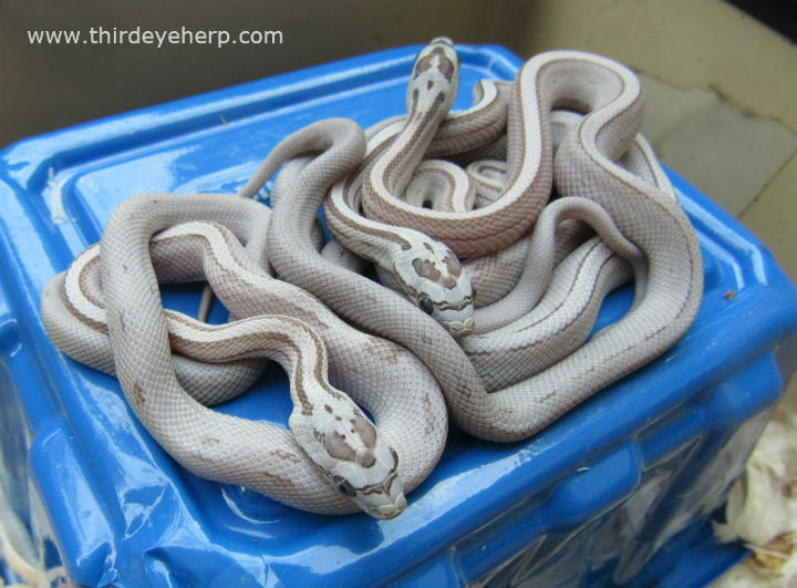 Striped Ghost Corn Snakes